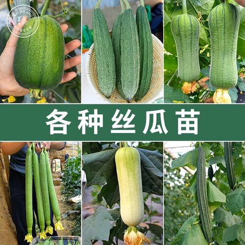各种丝瓜种子苗寿光好苗棱丝瓜肉丝瓜地栽小院种植蔬菜苗