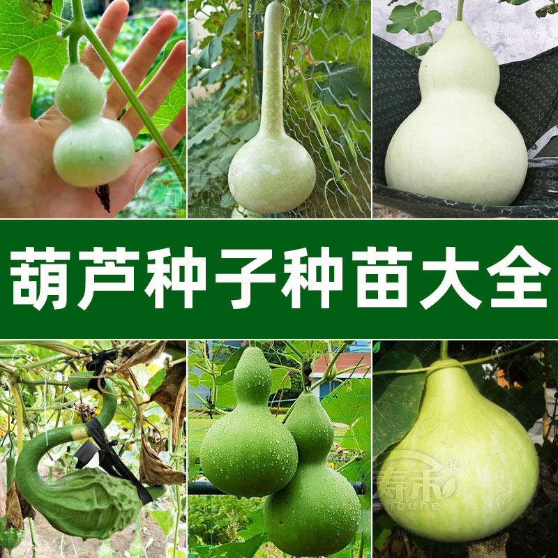 葫芦苗种籽手捻种子大秧特大巨型家庭园艺种子