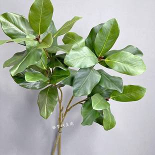 仿真玉兰叶玉兰花仿真白碗花苞叶家居软装拍摄假花仿真叶子玉兰枝