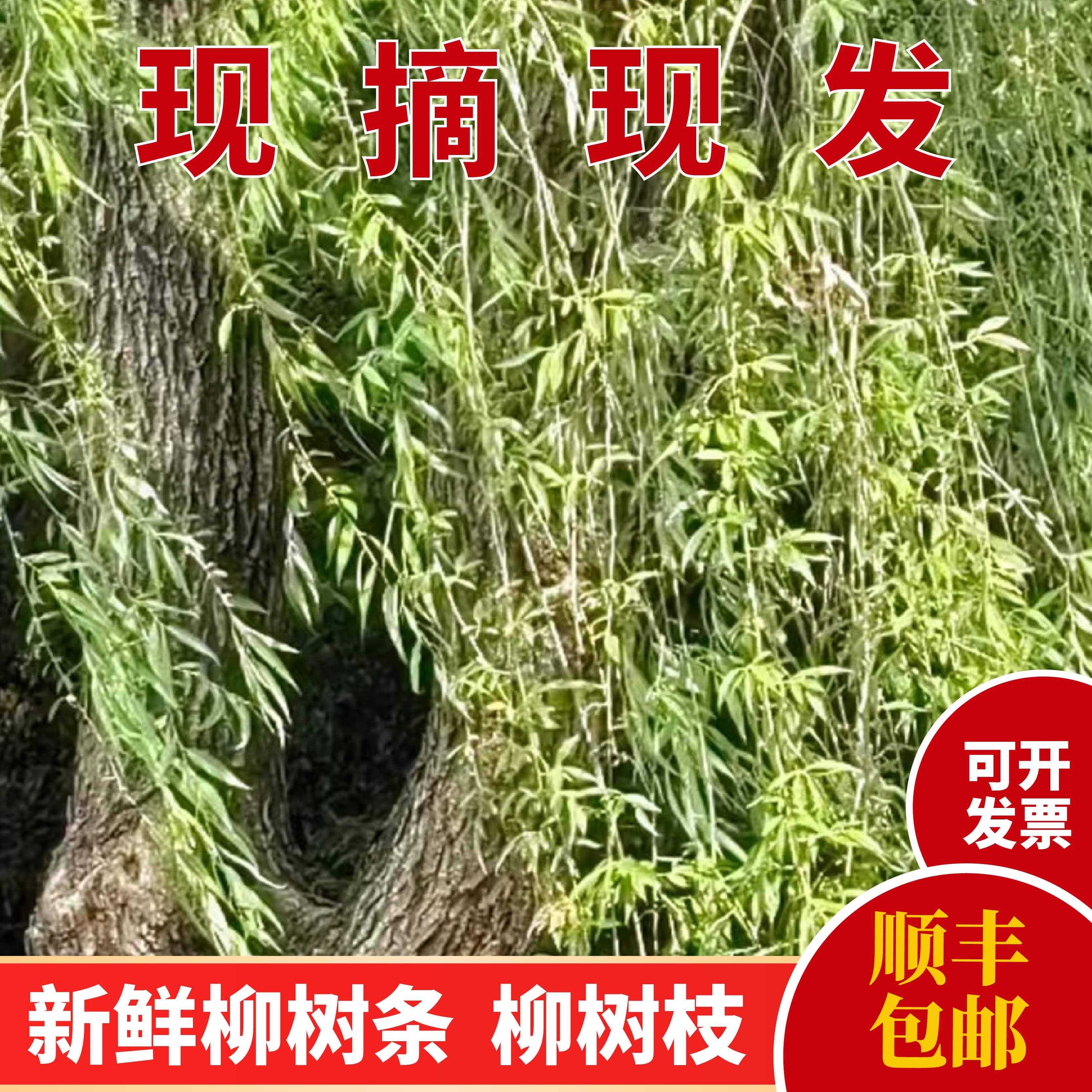 野生新鲜杨柳枝条柳树枝垂柳枝条带叶杨柳枝出狱去晦气转运