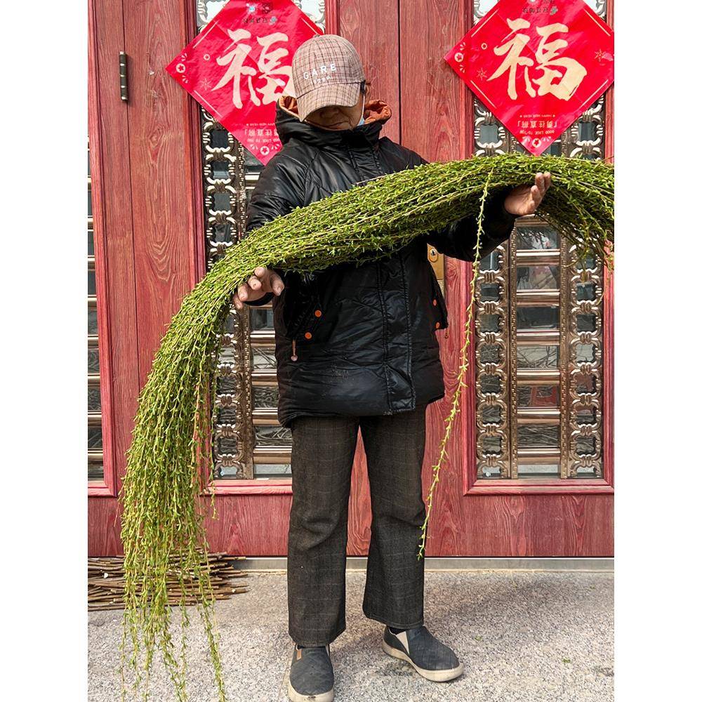 新鲜杨柳树枝垂柳树枝条带叶柳枝柳树条乔迁搬新家门插花盆装饰