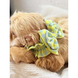 美卡大耳套宠物发饰狗狗头饰可卡布通风头套可爱蝴蝶结头套透气