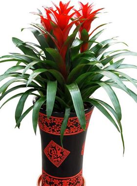 室内室外花卉绿植盆栽 鸿运当头 年宵花卉 大红星植物 美观花卉