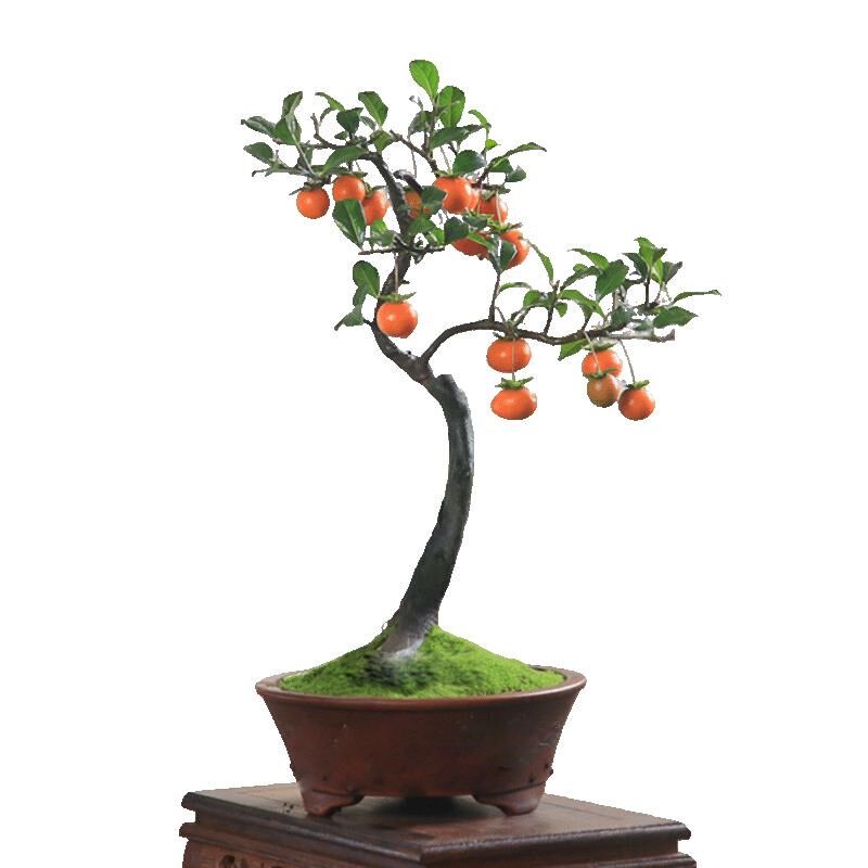 金弹子盆栽绿植桌面花卉老鸦柿子植物阳台客厅室内花卉观果挂果
