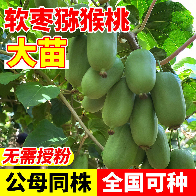 软枣猕猴桃树果苗公母同株红心徐香嫁接南北方种植庭院水果树果苗图片