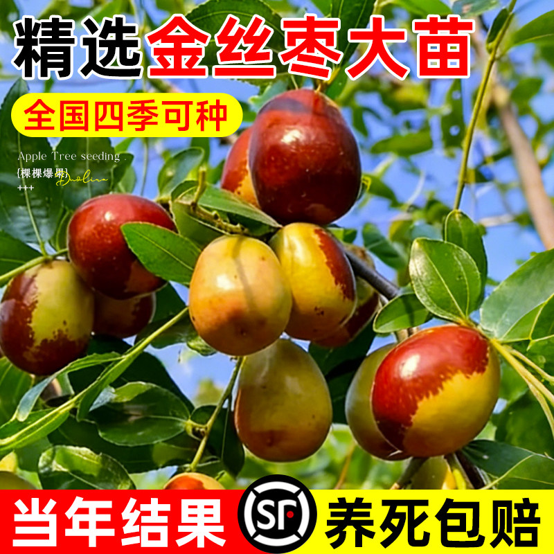 金丝枣树活苗沾化冬枣树大枣超甜南方北方耐寒特大盆栽冬枣苗树
