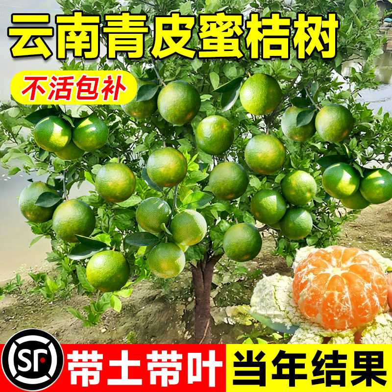 早熟青皮蜜桔苗橘子树果树果苗图片