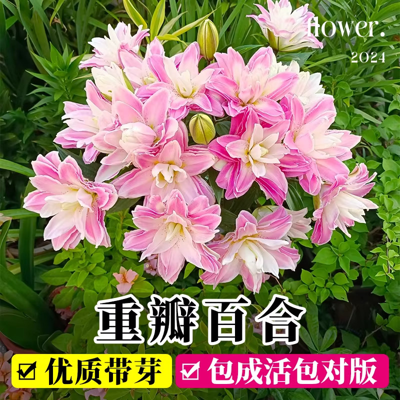 重瓣百合种球香水花卉植物盆栽花苗四季开花绿植室内带花苞郁金香图片