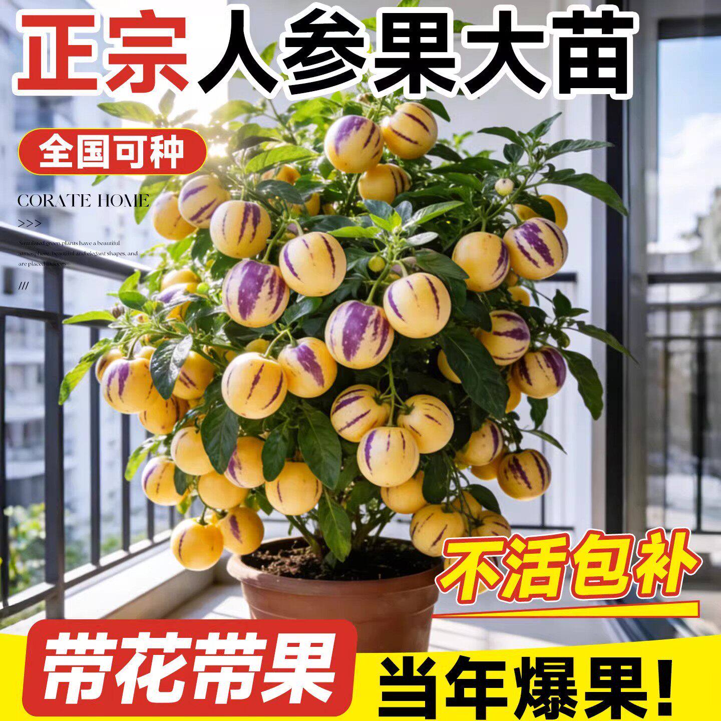 云南人参果树苗盆栽带果特大号当年结果菜苗长寿果四季南北方种植