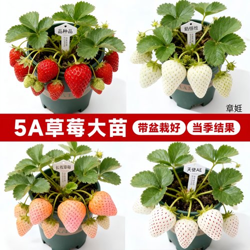 草莓苗秧盆栽四季奶油草莓秧苗