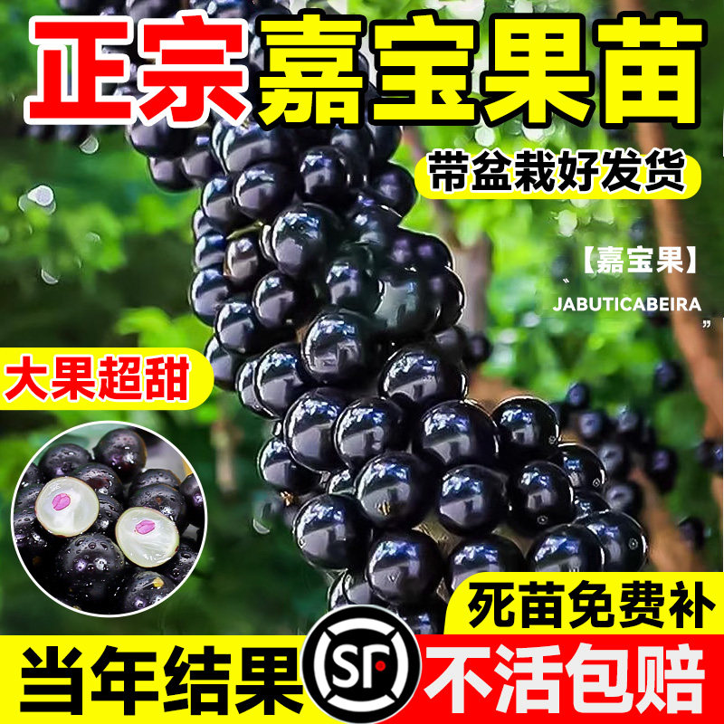 正宗嘉宝果新鲜果沙巴树苗南北方阳台庭院四季果树苗结果种植盆栽图片