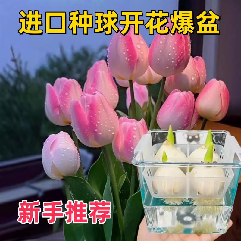 郁金香种球耐寒水培花卉盆栽植物室内外新手好养活水养郁金香种子图片