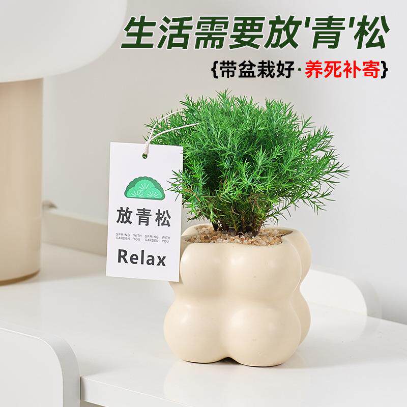 放青松绿植雾凇办公室桌面情绪解压植物雾松盆栽四季常青好养轻松