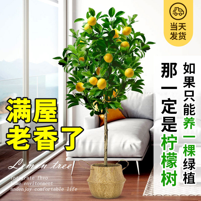 香水柠檬树大型盆栽绿植室内客厅清香型植物阳台四季好养观赏植物