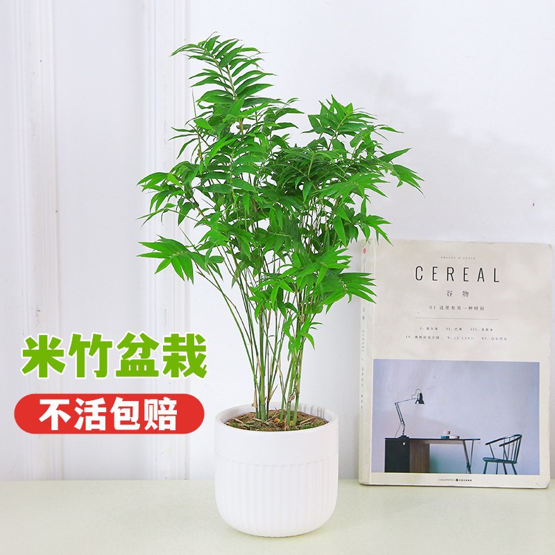 米竹盆栽凤尾竹子苗观叶植物盆景室内办公室桌面好养绿植净化空气