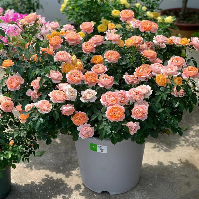 果汁阳台月季花苗带花苞盆栽多季勤花玫瑰特大花庭院阳台花卉植物