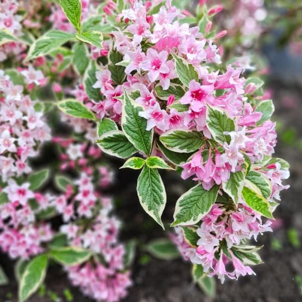 花叶锦带 红王子锦带 花镜植物庭院阳台多年生灌木 观花观叶