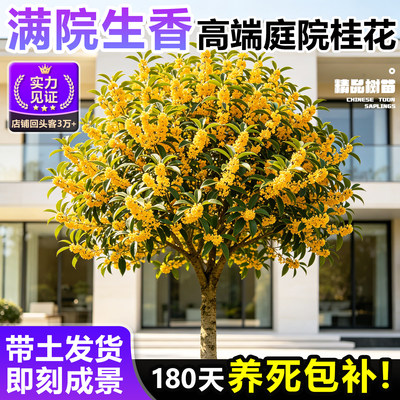 四季桂花树苗庭院别墅南北可种