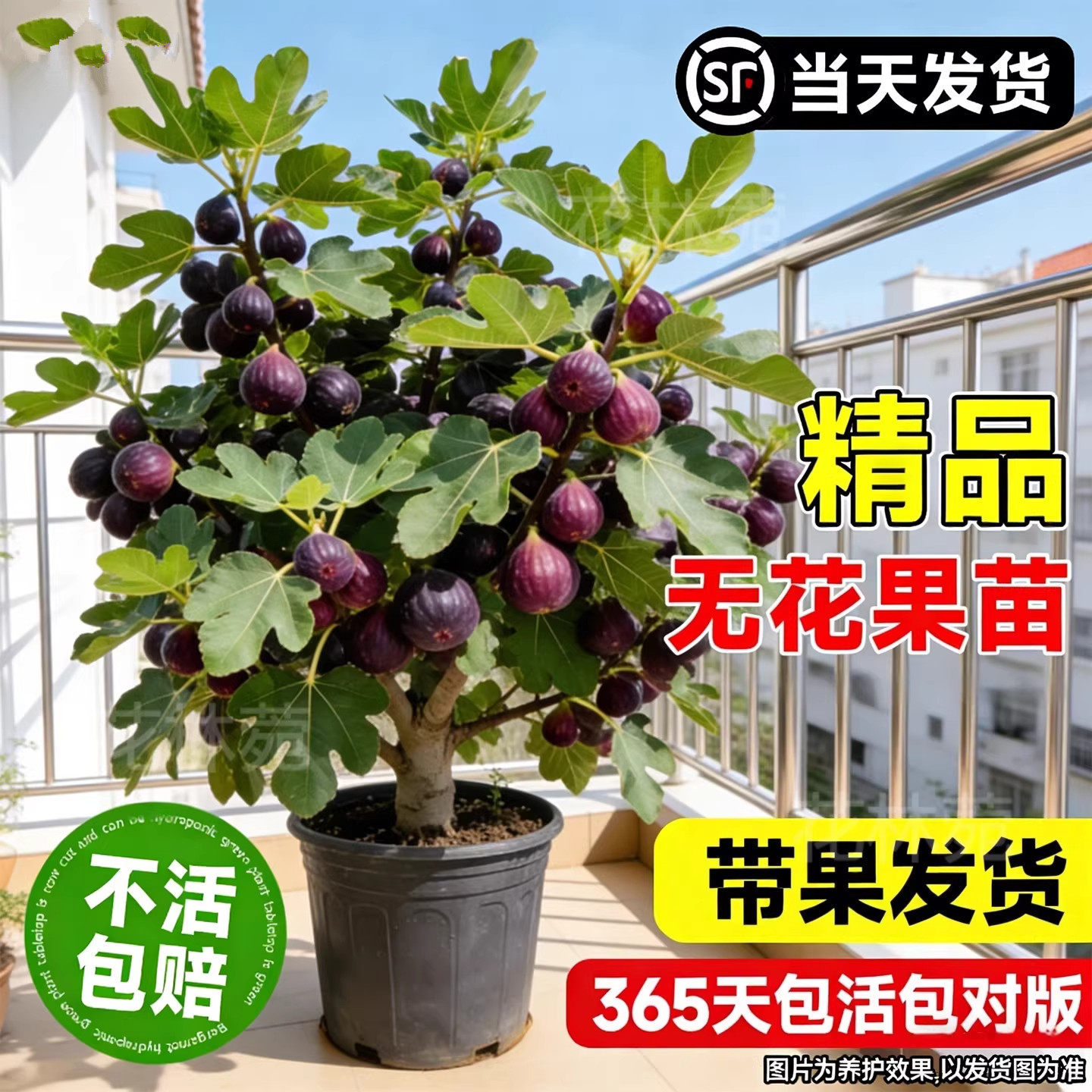 波姬红无花果苗当年结果盆栽图片