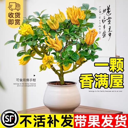 佛手柑树苗盆栽带果室内阳台