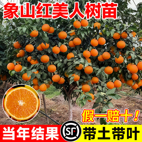 正宗象山红美人树苗爱媛28号橘树