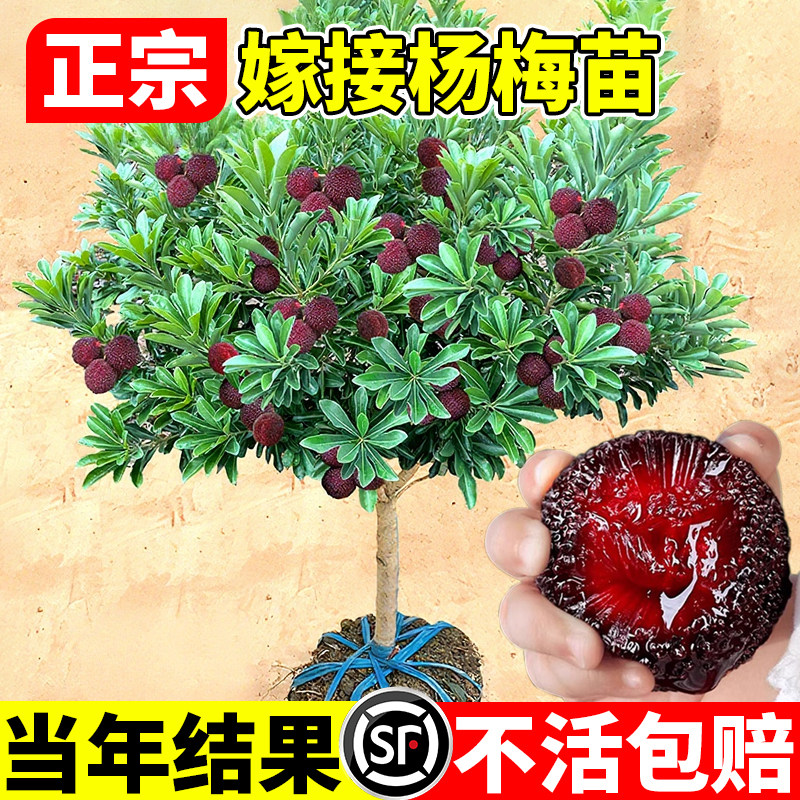 东魁杨梅树树苗正宗嫁接黑炭杨梅苗南北方种植盆地栽当年结果包活
