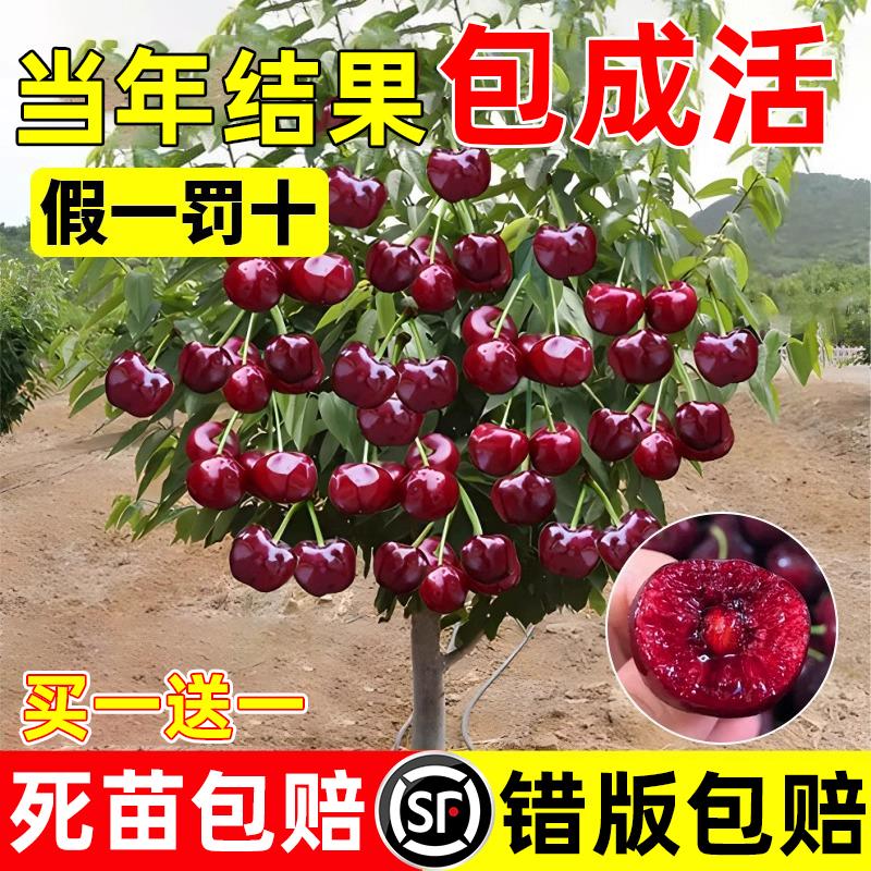 车厘子树苗嫁接车厘子树苖南方种植果树苗盆栽地栽当年结果樱桃苗