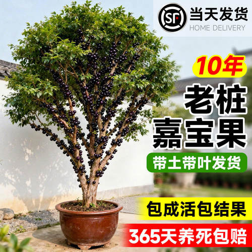嘉宝果嫁接盆栽苗带果南北可种