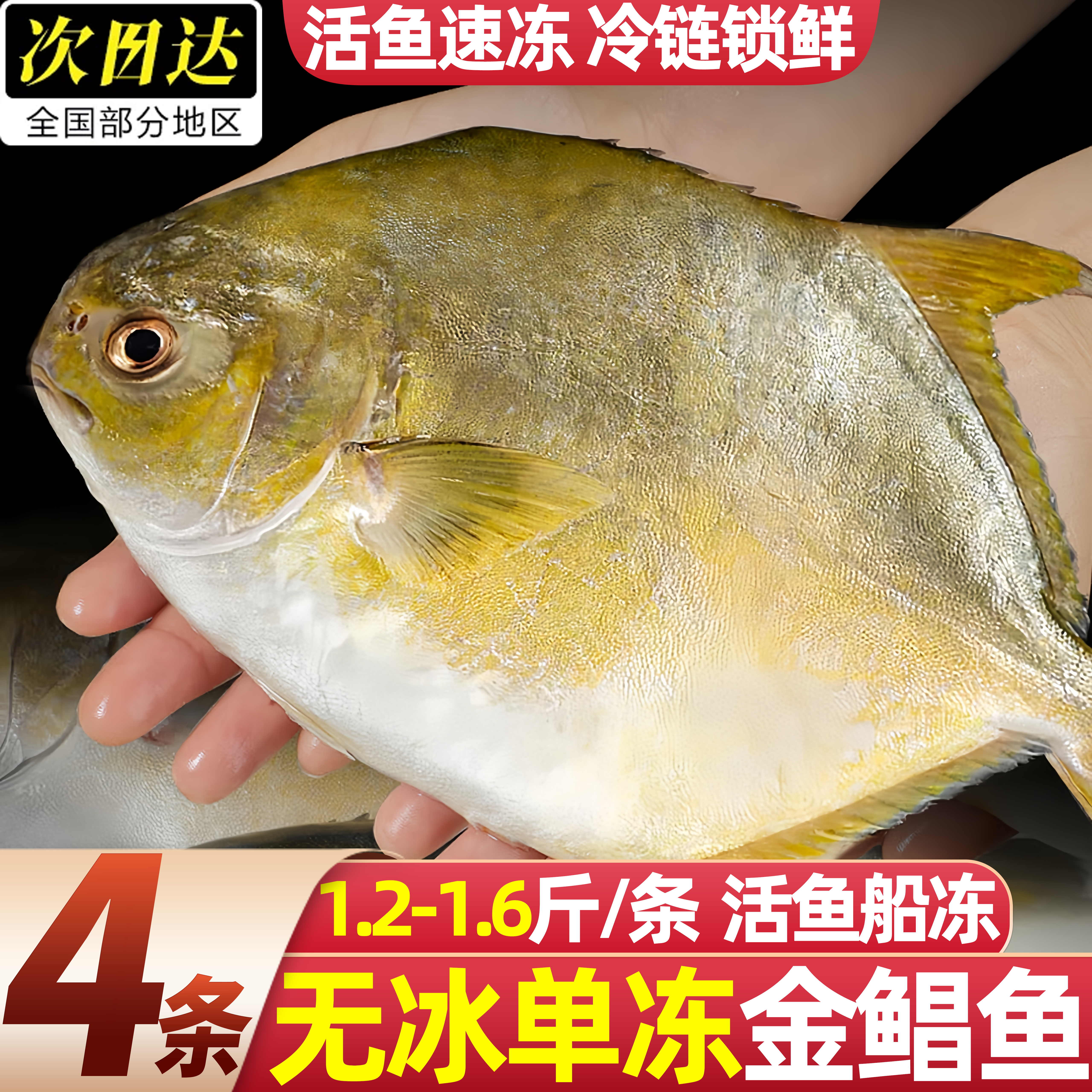 大号金鲳鱼鲜活新鲜冷冻