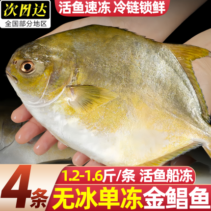 大号金鲳鱼鲜活新鲜冷冻海鱼金鲳鱼平鱼鳊鱼冰鲜海捕鲜活水产包邮