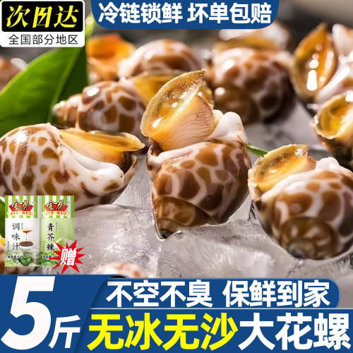 新鲜无沙大号花螺东风螺顺丰批发