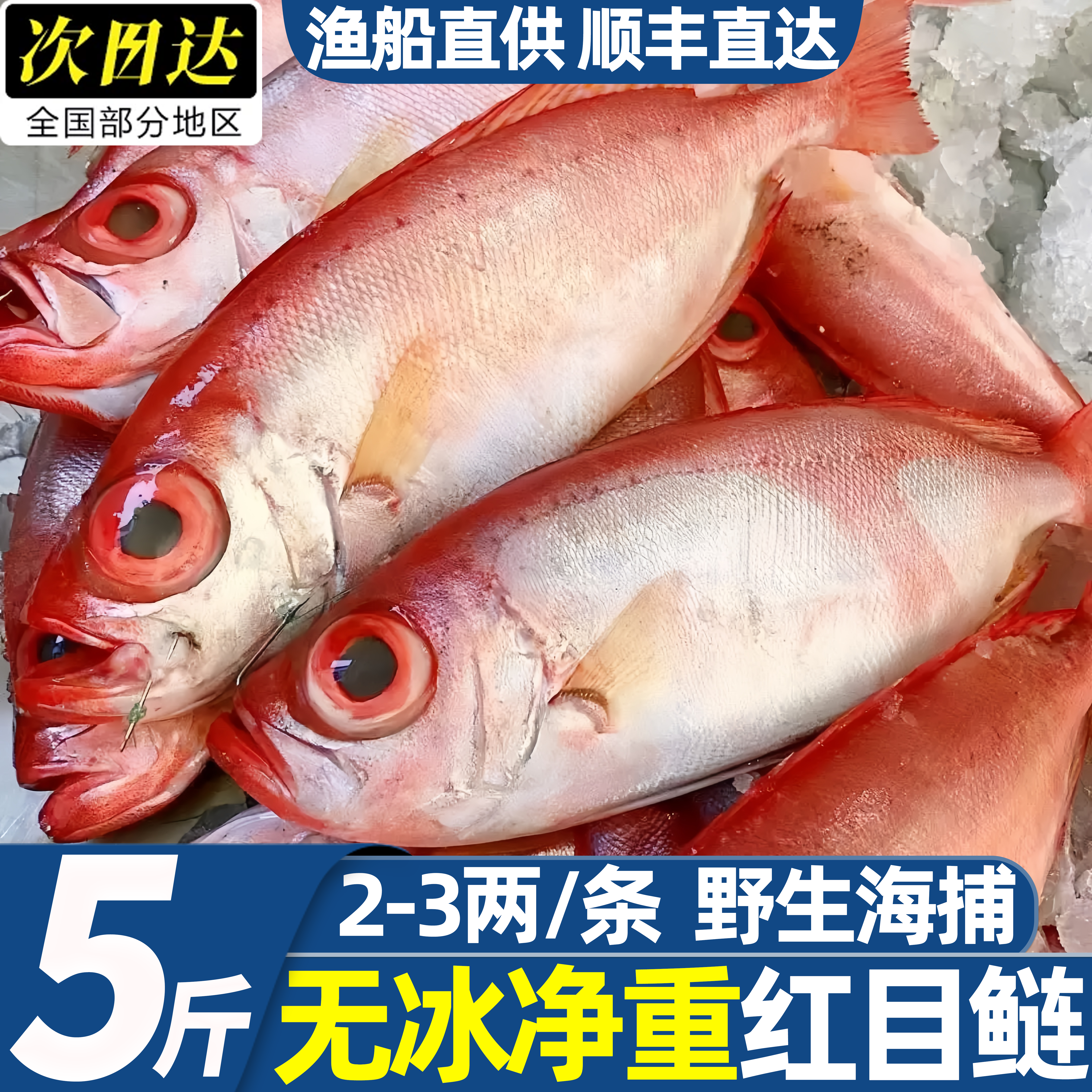 北海海捕鲜冻红目鲢整鱼