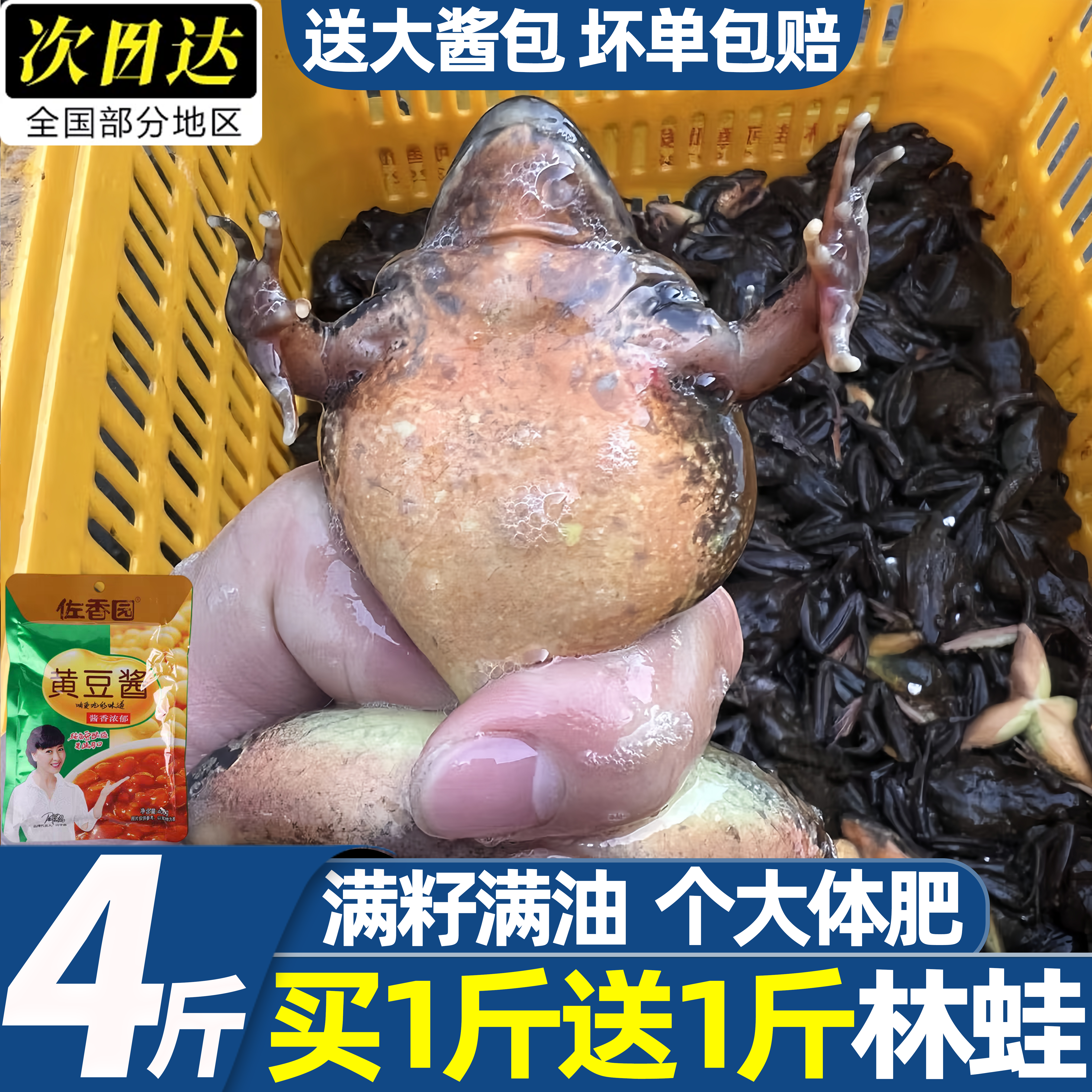 东北林蛙满籽鲜活母豹子批发