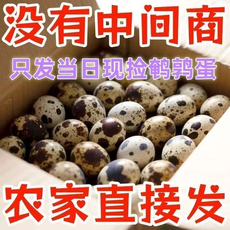 【新鲜鹌鹑蛋80枚】生蛋绿色杂粮生鲜蛋孕妇宝宝辅食鹑鸟蛋鲜批发