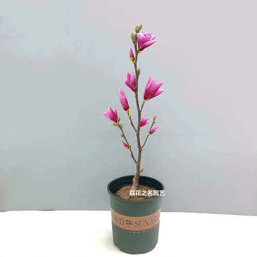 紫玉兰盆栽阳台庭院玉兰花树苗带花苞好养矮化花卉植物耐寒风景树