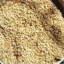 糙糯米农家自种江西客家老品种2024长粒新米5斤酿酒月子甜酒50斤