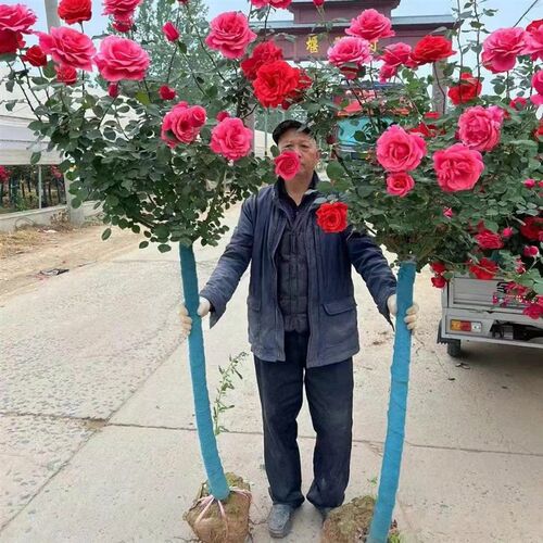 棒棒糖高杆树桩月季特大花浓香型庭院花园室外种耐寒四季开花