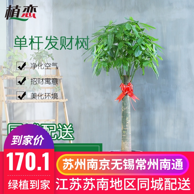单杆发财树 室内大盆栽绿植 办公室开业乔迁招财植物苏州宁波上海