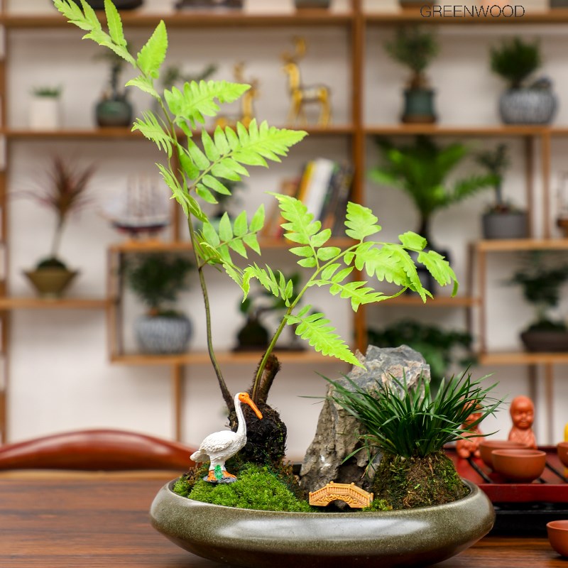 绿森苔藓球苔桌网红盆栽培植物微景观日式盆景
