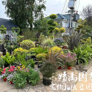 花园主体骨架植物金叶女贞球棒棒糖造型川滇蜡树球四季多年生庭院