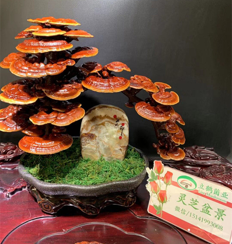 精品天然玉石 泰石灵芝盆景 立鹤菌业灵芝 真灵芝