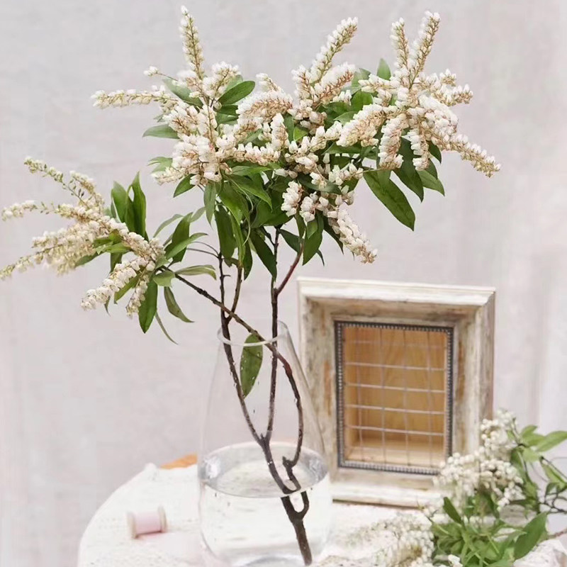 里红里白鲜切花云南直发培植物花卉室内绿植节日鲜花
