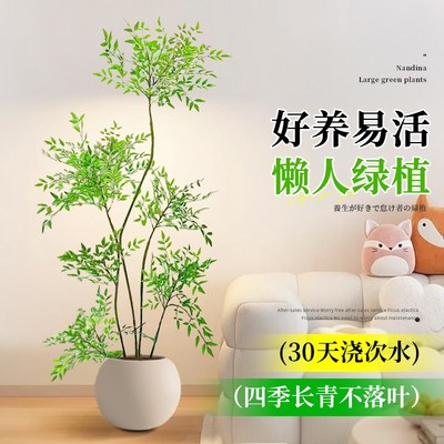 南天竹真树盆栽客厅大型绿植造型火焰老桩办公室内客厅好养落地景