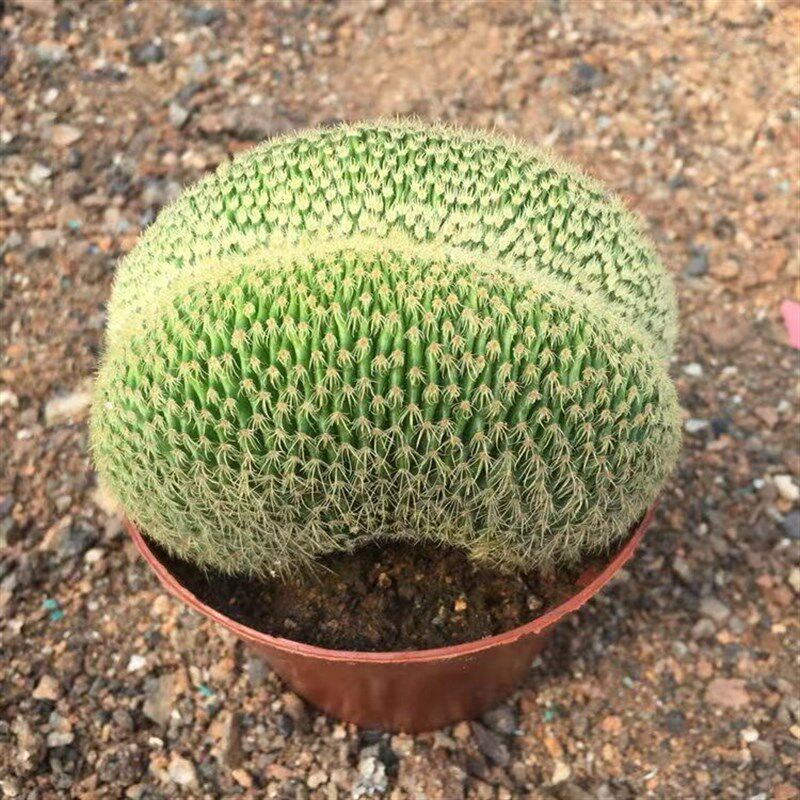 多肉植物金冠缀化仙人球盆栽绿植辐射易养奇趣室内花卉