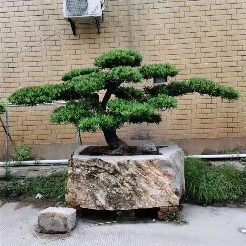 罗汉松盆景室内盆栽庭院罗汉松树桩绿植台湾金钻迎客松