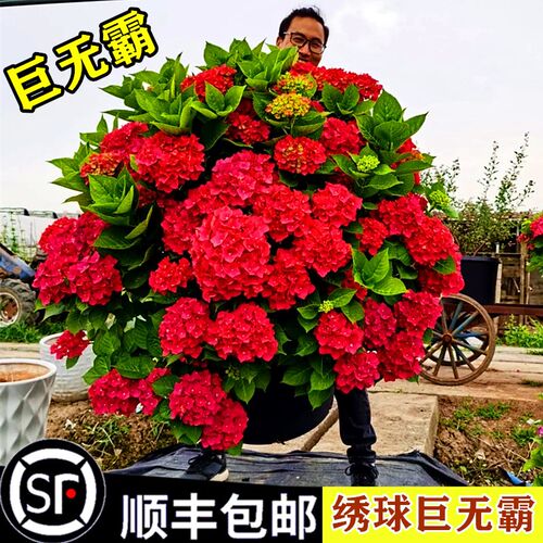 无尽夏绣球花苗阳台盆栽四季别墅花园庭院地栽耐热耐寒木绣球老桩