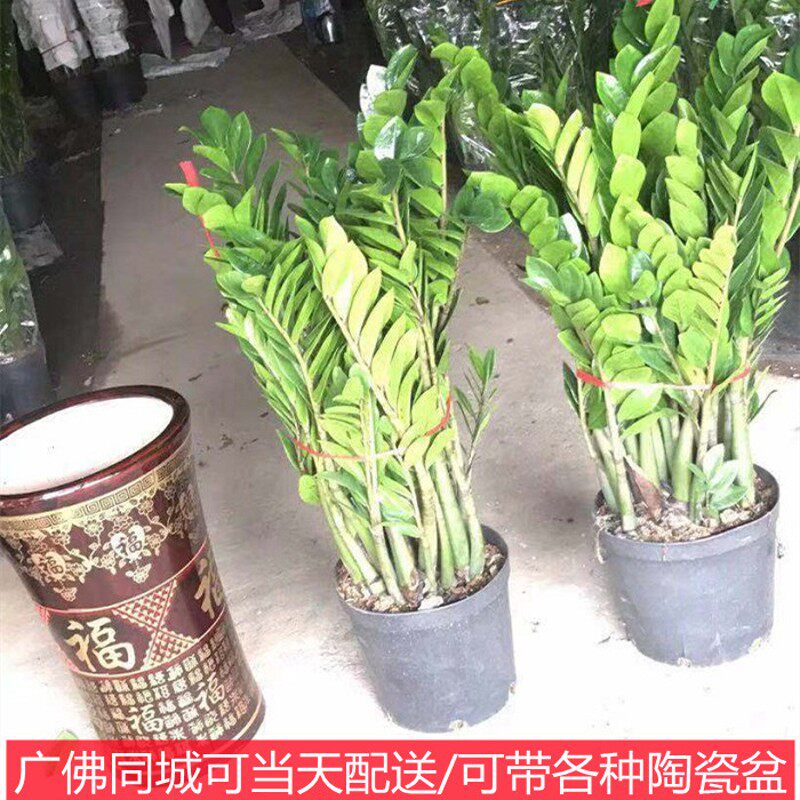 金钱树盘栽植物室内净化空气绿植串子招财树客厅办公室花卉大盆景