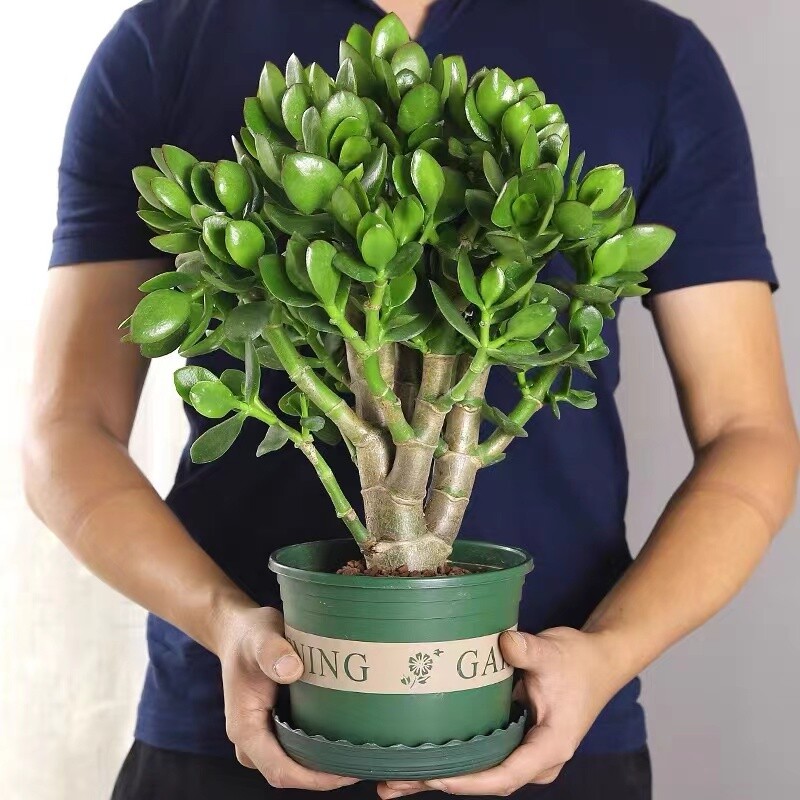 玉树盆栽老桩多肉植物大叶室内绿植四季好养净化空气四季常绿植物