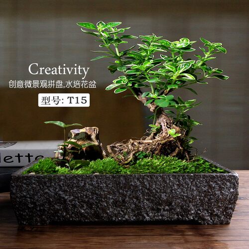 铜钱草花盆陶瓷大号水仙花睡莲碗莲无孔一叶莲水培植物花盆栽花器