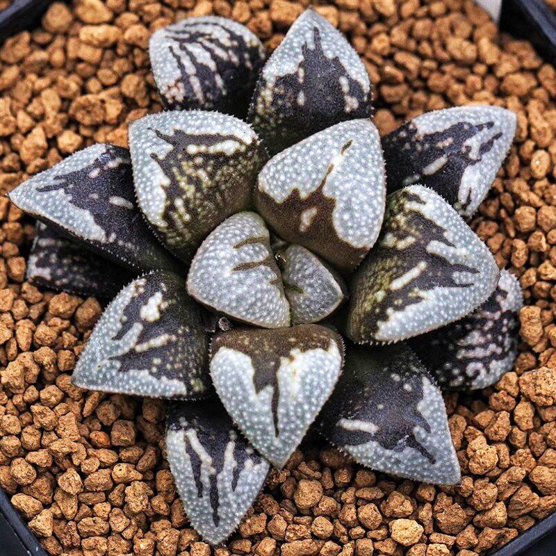 优选实生寿十二卷 实生选拔 玉露十二卷 多肉植物盆栽 一物一拍